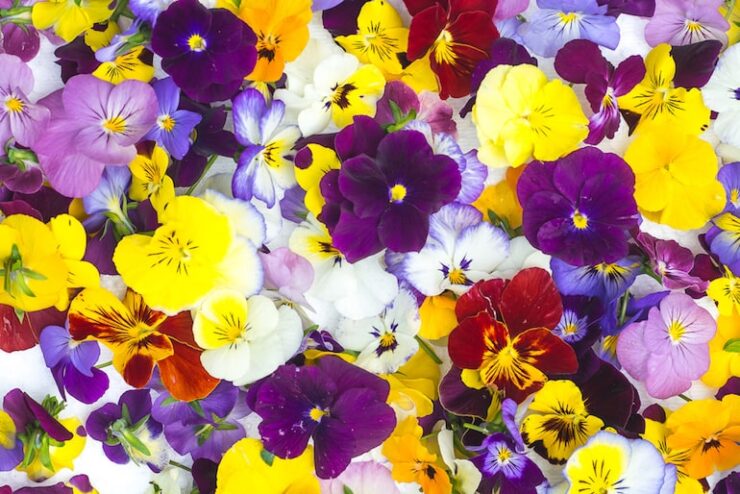 Edible Flowers Tips And Tricks For Beginners